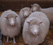 Four Sheep