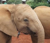 baby elephants at the David Sheldrick Wildlife Trust