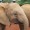 baby elephants at the David Sheldrick Wildlife Trust
