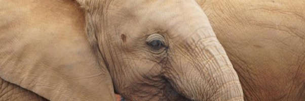 baby elephants at the David Sheldrick Wildlife Trust