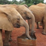 elephants at David Sheldrick Wildlife Trust