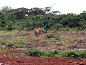 elephants at the David Sheldrick Wildlife Trust