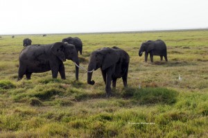 elephants in Amboseli