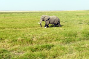 elephant in Amboseli